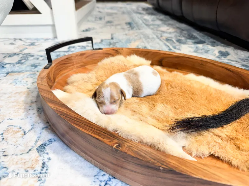 Poppy – Dachshund, Miniature Dachshund puppy for sale in Salters, SC