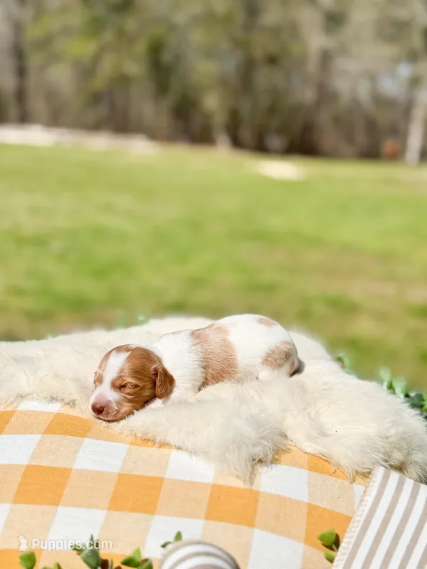 Poppy – Dachshund, Miniature Dachshund puppy for sale in Salters, SC