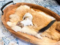 Poppy, a female Dachshund and Miniature Dachshund for sale in Salters, SC – Photo 5 of 5