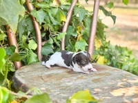 Lilo, a female Miniature Dachshund for sale in Salters, SC – Photo 3 of 4