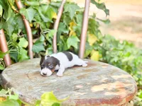 Lilo, a female Miniature Dachshund for sale in Salters, SC – Photo 4 of 4