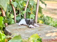 Lilo, a female Miniature Dachshund for sale in Salters, SC – Photo 1 of 4