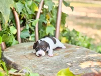 Lilo, a female Miniature Dachshund for sale in Salters, SC – Photo 2 of 4