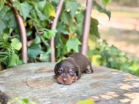 Sina, a female Miniature Dachshund for sale in Salters, SC – Photo 2 of 5