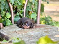 Sina, a female Miniature Dachshund for sale in Salters, SC – Photo 5 of 5
