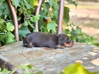 Sina, a female Miniature Dachshund for sale in Salters, SC – Photo 4 of 5