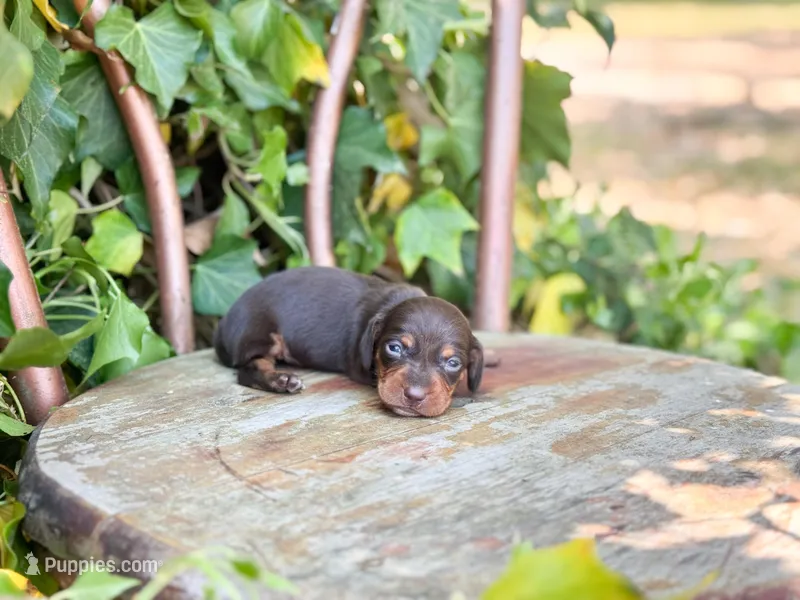 Sina – Miniature Dachshund puppy for sale in Salters, SC