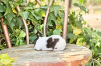 Beau, a male Dachshund and Miniature Dachshund for sale in Salters, SC – Photo 3 of 6