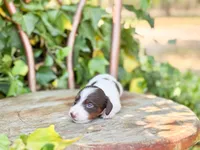 Beau, a male Dachshund and Miniature Dachshund for sale in Salters, SC – Photo 4 of 6