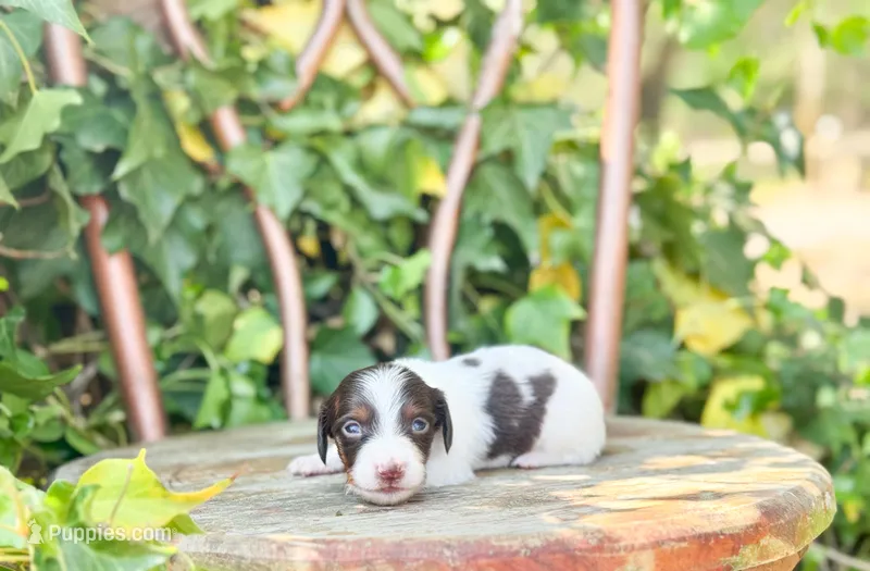 Beau – Dachshund, Miniature Dachshund puppy for sale in Salters, SC