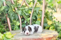Beau, a male Dachshund and Miniature Dachshund for sale in Salters, SC – Photo 1 of 6