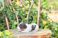 Beau, a male Dachshund and Miniature Dachshund for sale in Salters, SC – Photo 2 of 6