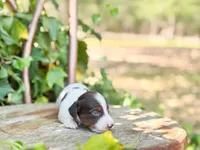 Beau, a male Dachshund and Miniature Dachshund for sale in Salters, SC – Photo 6 of 6