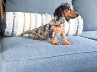 Clara, a male Miniature Dachshund for sale in Salters, SC – 3 of 5