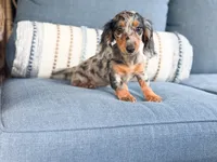 Clara, a male Miniature Dachshund for sale in Salters, SC – 2 of 5