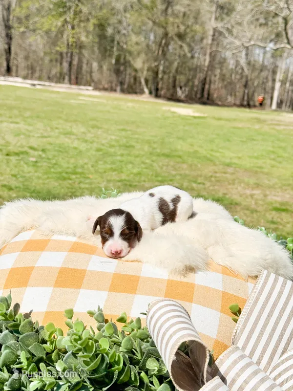 Beau – Dachshund, Miniature Dachshund puppy for sale in Salters, SC