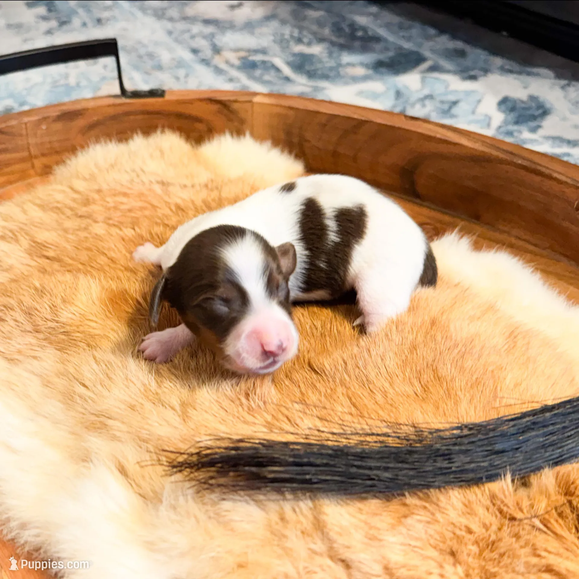 Beau – Dachshund, Miniature Dachshund puppy for sale in Salters, SC