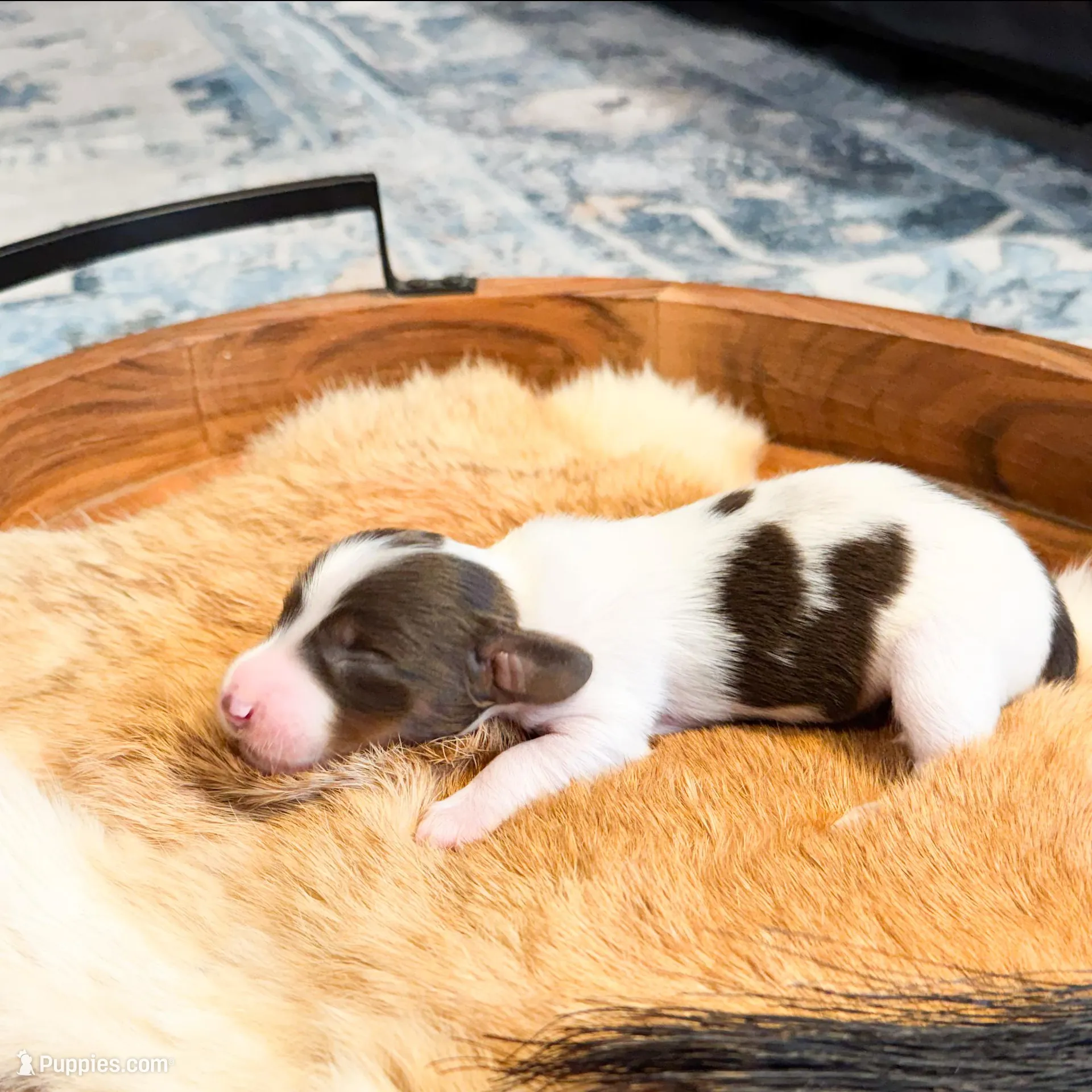 Beau, a male Dachshund and Miniature Dachshund for sale in Salters, SC – Photo 3 of 4
