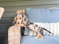 Sadie, a male Miniature Dachshund for sale in Salters, SC – 2 of 6