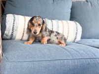 Sadie, a male Miniature Dachshund for sale in Salters, SC – 3 of 6