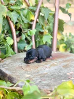 Nala, a female Miniature Dachshund for sale in Salters, SC – Photo 4 of 4