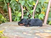 Nala, a female Miniature Dachshund for sale in Salters, SC – Photo 2 of 4