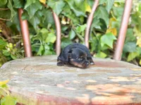 Nala, a female Miniature Dachshund for sale in Salters, SC – Photo 3 of 4