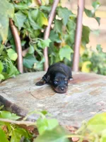 Nala, a female Miniature Dachshund for sale in Salters, SC – Photo 1 of 4