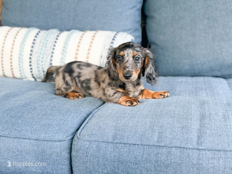 Hunter – Miniature Dachshund puppy for sale in Salters, SC