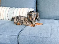 Hunter, a male Miniature Dachshund for sale in Salters, SC – 1 of 5