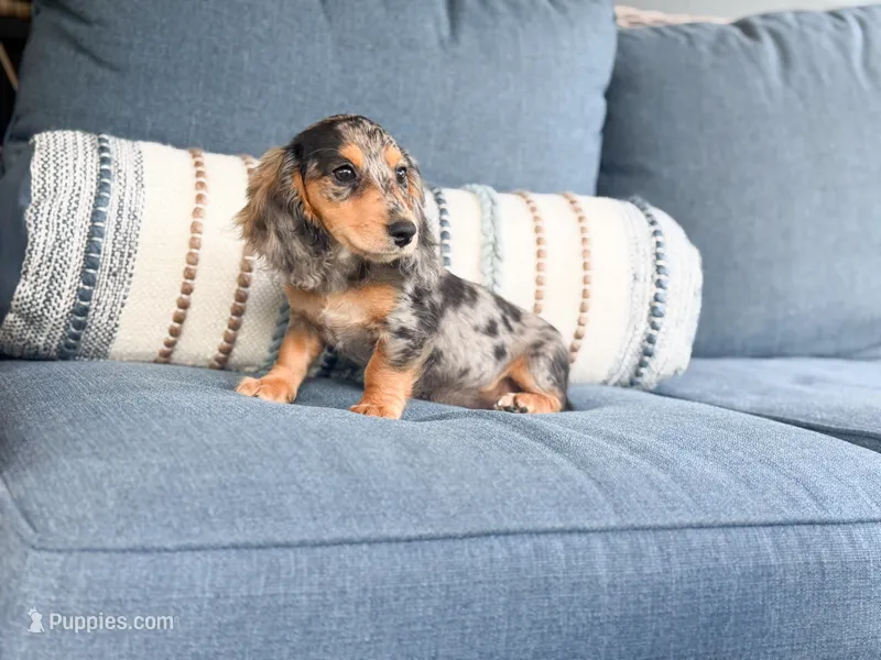 Sadie – Miniature Dachshund puppy for sale in Salters, SC