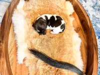 Copper, a male Dachshund and Miniature Dachshund for sale in Salters, SC – Photo 4 of 4