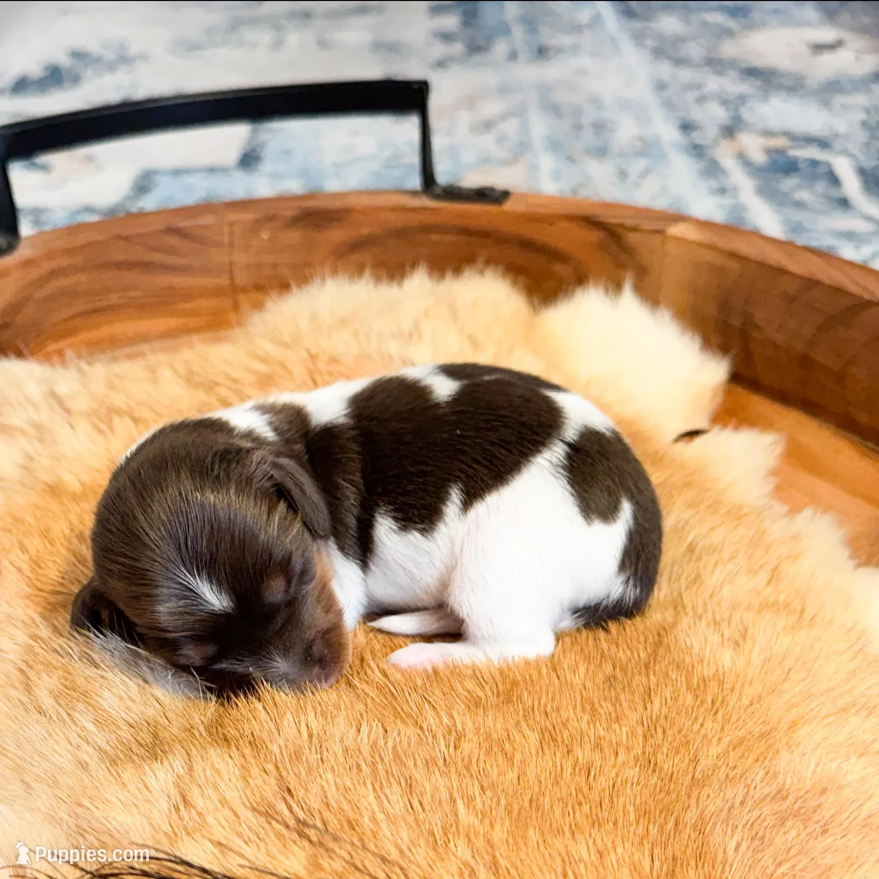 Copper – Dachshund, Miniature Dachshund puppy for sale in Salters, SC