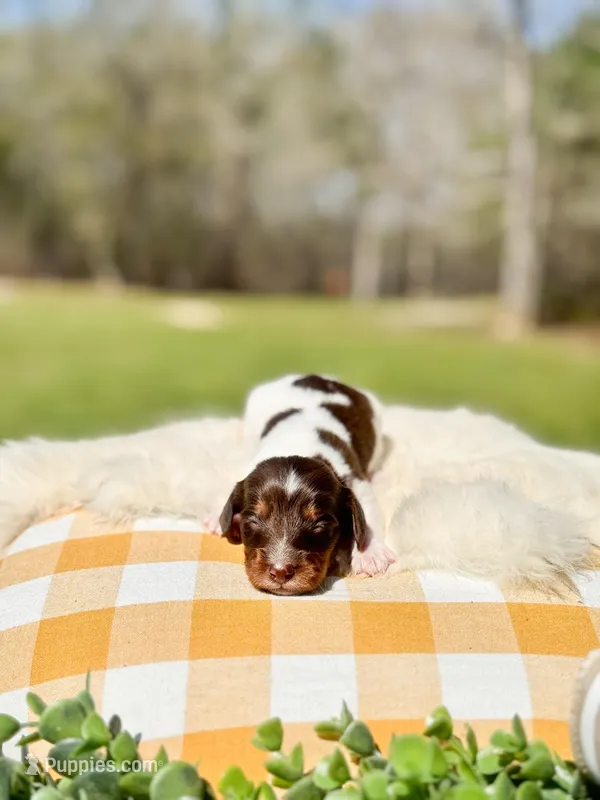 Copper – Dachshund, Miniature Dachshund puppy for sale in Salters, SC
