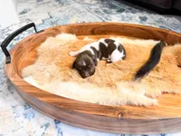 Copper, a male Dachshund and Miniature Dachshund for sale in Salters, SC – Photo 3 of 4