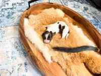 Beau, a male Dachshund and Miniature Dachshund for sale in Salters, SC – Photo 4 of 4