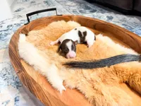 Beau, a male Dachshund and Miniature Dachshund for sale in Salters, SC – Photo 2 of 4