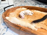 Rusty, a male Dachshund and Miniature Dachshund for sale in Salters, SC – Photo 5 of 5