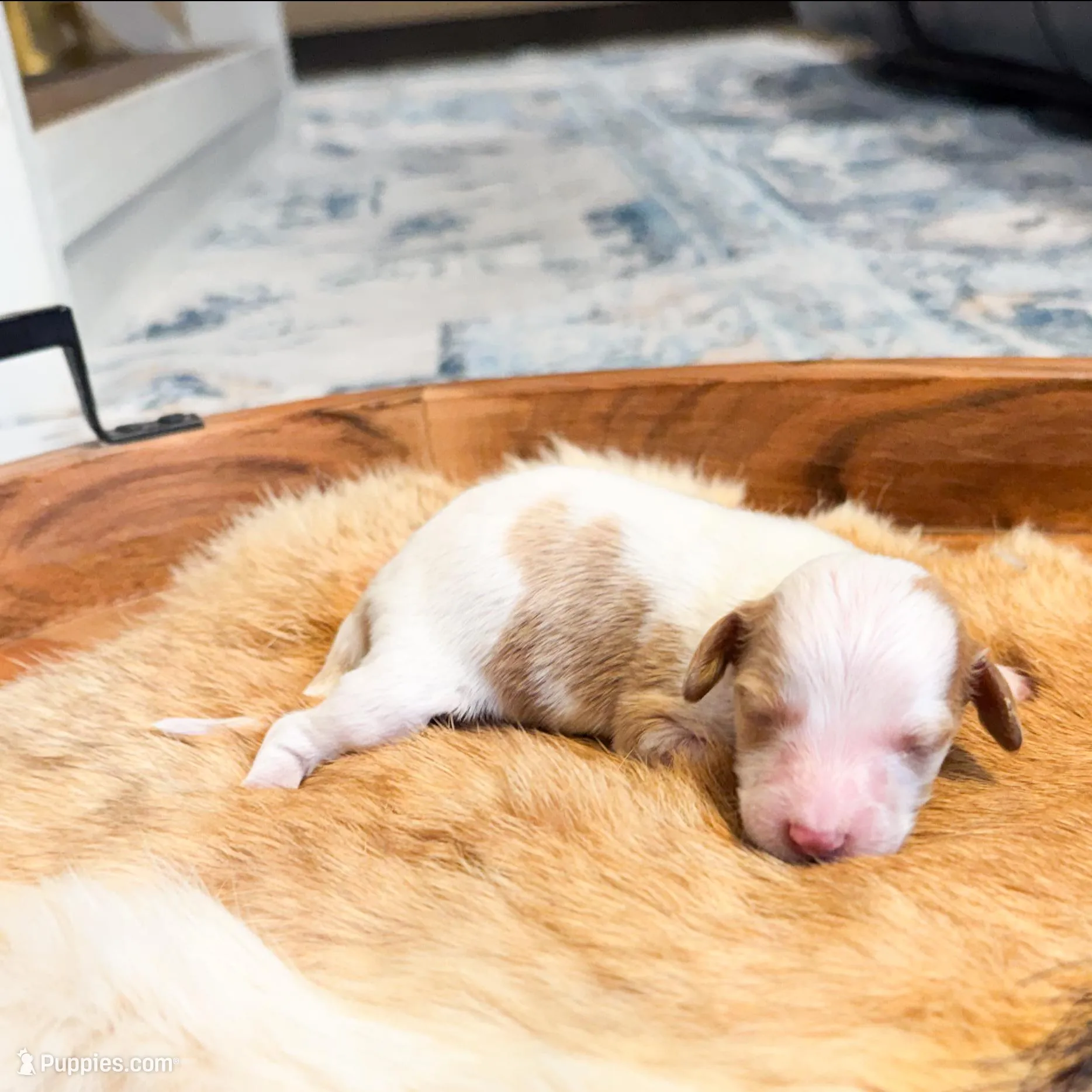 Rusty – Dachshund, Miniature Dachshund puppy for sale in Salters, SC