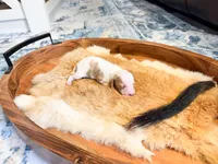 Rusty, a male Dachshund and Miniature Dachshund for sale in Salters, SC – Photo 2 of 5