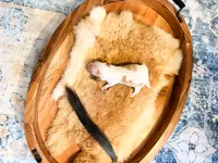 Rusty, a male Dachshund and Miniature Dachshund for sale in Salters, SC – Photo 4 of 5