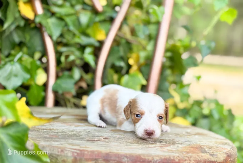 Rusty – Dachshund, Miniature Dachshund puppy for sale in Salters, SC