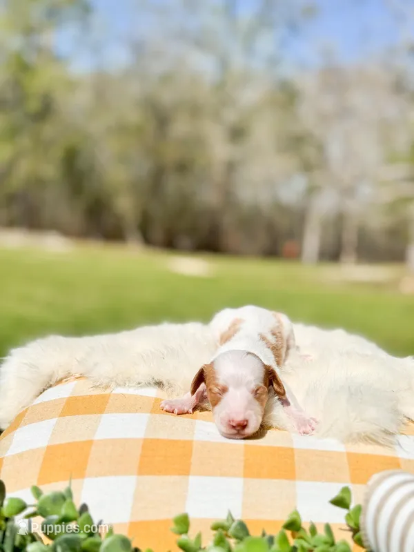 Rusty – Dachshund, Miniature Dachshund puppy for sale in Salters, SC