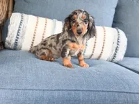 Clara, a male Miniature Dachshund for sale in Salters, SC – 1 of 5