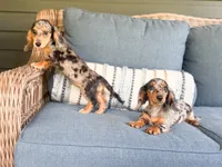 Sadie, a male Miniature Dachshund for sale in Salters, SC – 4 of 6