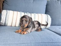 Hunter, a male Miniature Dachshund for sale in Salters, SC – 3 of 5