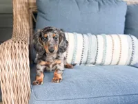 Hunter, a male Miniature Dachshund for sale in Salters, SC – 4 of 5