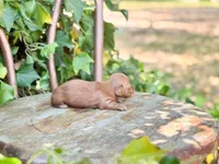 Tala, a female Miniature Dachshund for sale in Salters, SC – Photo 3 of 5