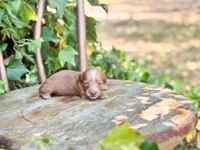 Tala, a female Miniature Dachshund for sale in Salters, SC – Photo 1 of 5