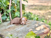 Tala, a female Miniature Dachshund for sale in Salters, SC – Photo 4 of 5